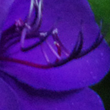 シコンノボタンの写真